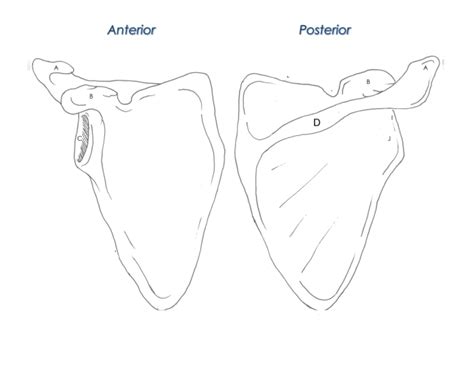 Scapular Anatomy — Printable Worksheet