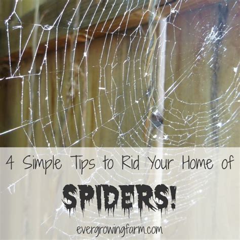 4 Simple Tips To Rid Your Home Of Spiders Ever Growing Farm Ever