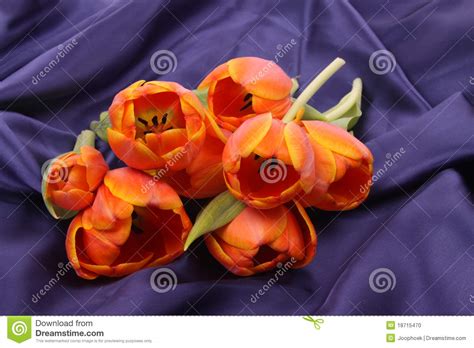 Tulip Leaves Stock Photo Image Of Beautiful Easter 18715470