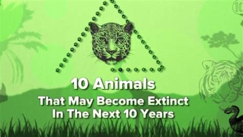 10 Animals That Might Become Extinct In The Next 10 Years
