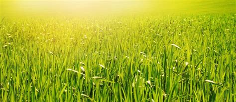 Tall Green Grass In The Field In Bright Sunlight Stock Image Image Of