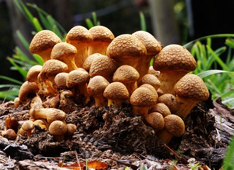 Free Images Produce Autumn Fungus Fungi Gymnopilus Bolete