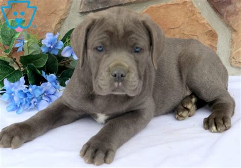 Chip | Cane Corso Puppy For Sale | Keystone Puppies