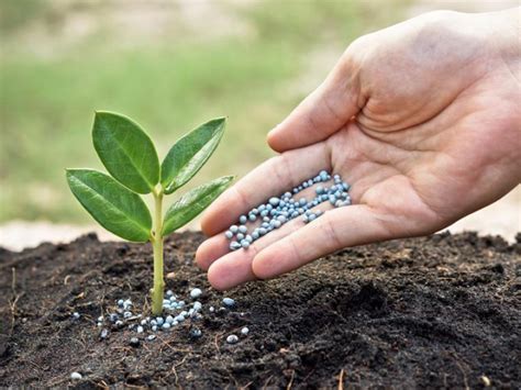 Importancia De Aplicar Fertilizante Tipos De Fertilizante