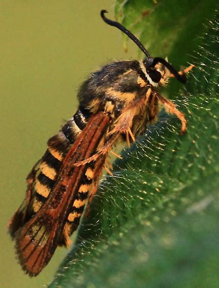 Moth That Looks Like A Bee Pennisetia Marginata