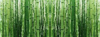 Bamboo Forest Desktop Wallpapers Screen Dual Japan