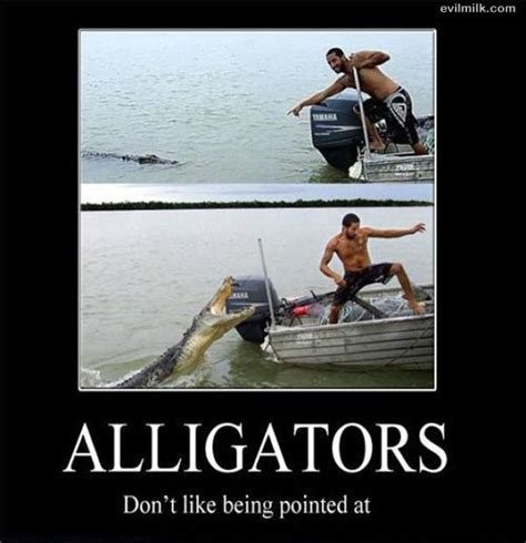 Alligators Hahahaha Funny Posters Funny Pictures Funny Animals