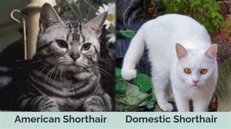 American Shorthair Vs Domestic Shorthair Cats The Differences With Pictures Hepper