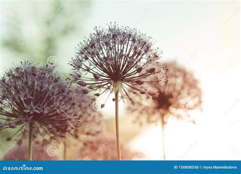 Purple Color Dandelion Sunset Stock Photo Image Of Nature Round