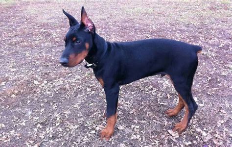 The cheapest offer starts at £1,250. Black Doberman puppy | Dogs | Pinterest