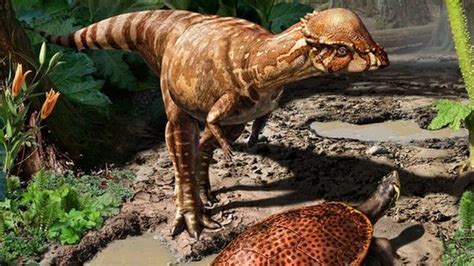 Oldest Boneheaded Dinosaur Discovered In Canada Cbbc Newsround