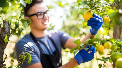 Other types of information can be looked up as the need arises. How to Take Care of Your Citrus Trees