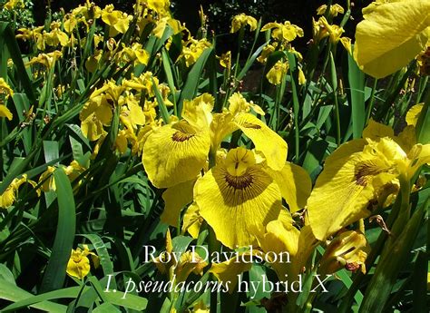 Iris Pseudacorus X Roy Davidson ~ Heritage Irises