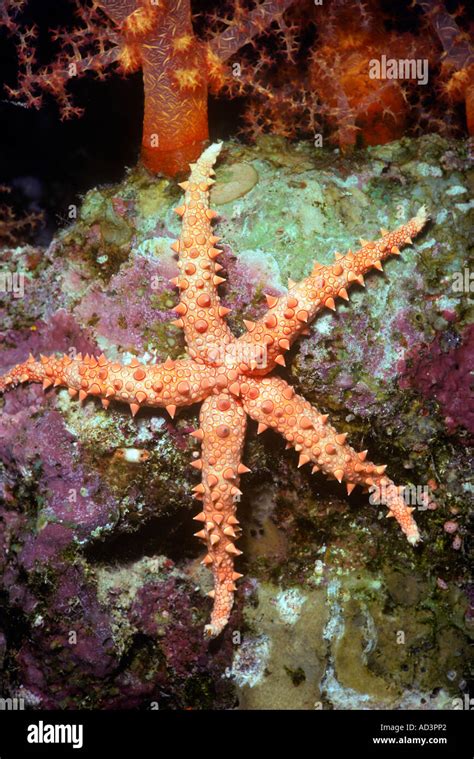 Spiny Sea Star Gomophia Egyptiaca Red Sea Middle East Stock Photo Alamy