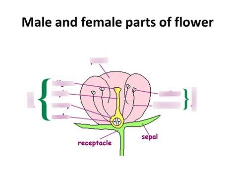 Male And Female Parts Of Flower Diagram Quizlet