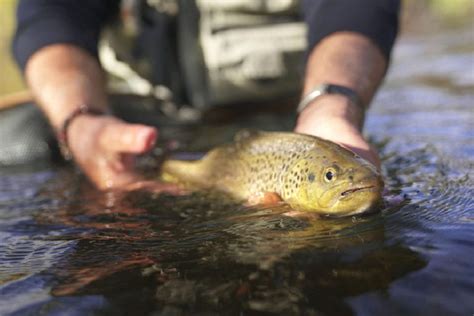 6 Best North Carolina Fly Fishing Spots Flies To Bring