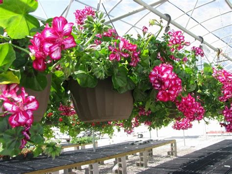 Check spelling or type a new query. 10 Most Beautiful Flowers to Grow in Hanging Basket ...