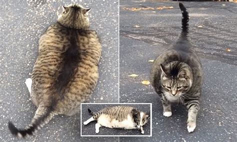 Internet Goes Wild For Fat Cat Named Logan Who Lives At New Hampshire Hotel Daily Mail Online