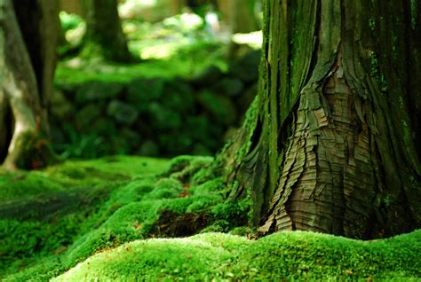Download Moss Forest Wallpaper Za Green Nature Tree By Kgriffin33