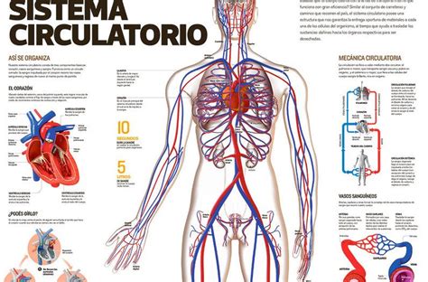 Sistema Circulatorio Para Escolares Cuerpo Humano Cucaluna My Xxx Hot