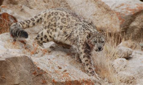 Protecting Snow Leopards With Local Communities Vikalp Sangam