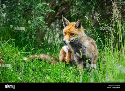 Beautiful Male Fox In Long Lush Green Grass Of Summer Field Stock Photo