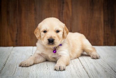 Best Quality Golden Retriever Puppies For Sale In Singapore 2022