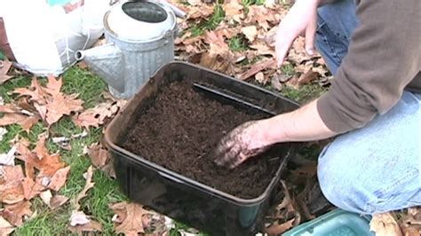 Keep an eye on them, though. How to Raise European Nightcrawlers | Worm composting ...