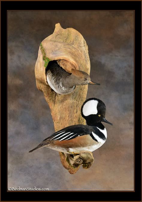 Hooded Merganser Mounts Taxidermy Exceptional Quality