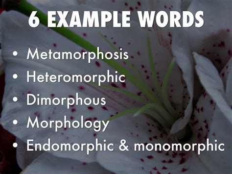 Root Word Morph By Not You