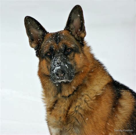 German Shepherd In The Snow By Sandy Keeton Redbubble