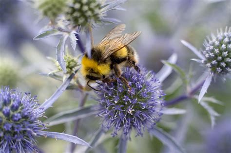 We Give Advice On The Best Bee Friendly Plants To Grow To Provide Them