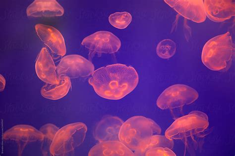 Large Group Of Jelly Fish Swimming In An Aquarium By Stocksy