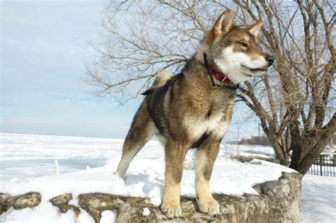 10 Things You Didnt Know About The Shikoku Dog