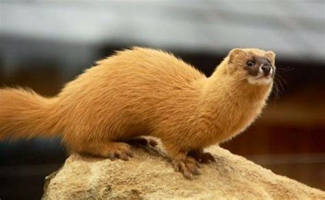 91 Best Weaselly Weasels Images On Pinterest Adorable Animals