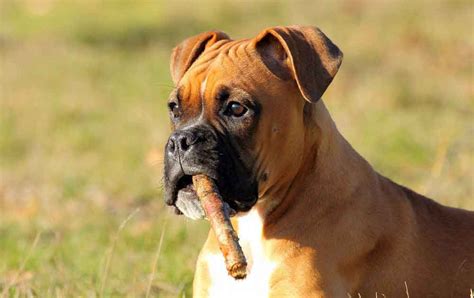 77 German Boxer Dog Breeders Photo Bleumoonproductions