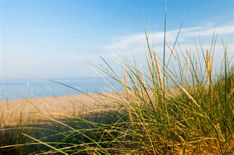 Seaside Grass Stock Photo Download Image Now Awe Beach Beauty