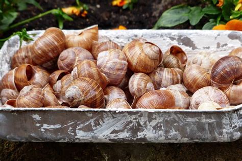 Snails In France Escargots World In Paris