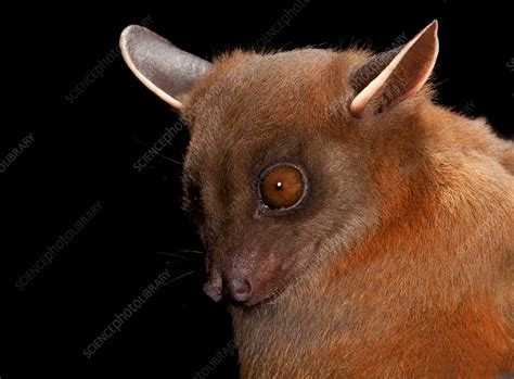Greater Short Nosed Fruit Bat Stock Image C0173036 Science Photo Library