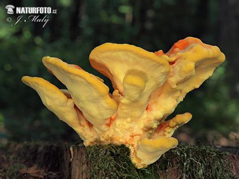 Chicken Of The Woods Mushroom Photos Chicken Of The Woods Images