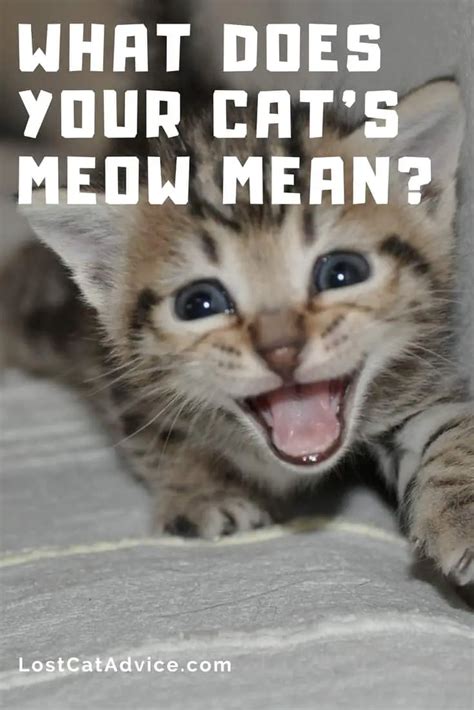 Cat Meow Meanings The Meaning Of Your Cats Meow Cat About The House