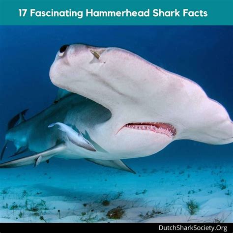 Hammerhead Shark Feeding