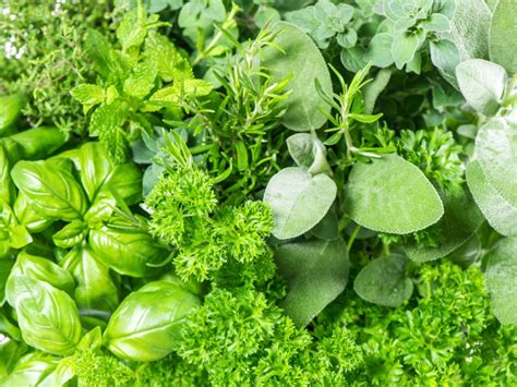 Grow Medicinal And Edible Herbs In Your Garden Medicinal