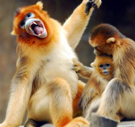 Altın Maymun Golden Monkey DoĞanin Mucİzelerİ Nature Miracles