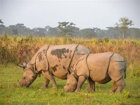 One Horned Rhino Bhutans Animals And National Parks The Wildlife