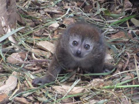Rare Lemur Born At British Zoo Guernsey Press