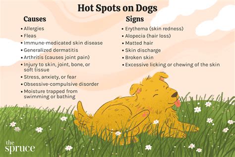 What Causes Skin Sores On Dogs