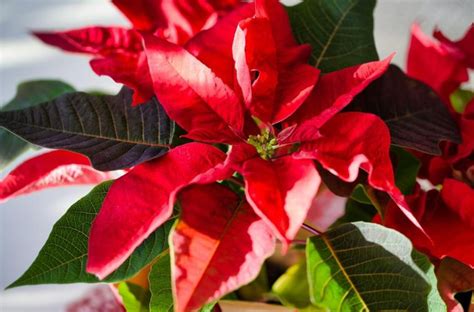 How To Grow Poinsettias Sa Garden And Home How To Grow Poinsettias