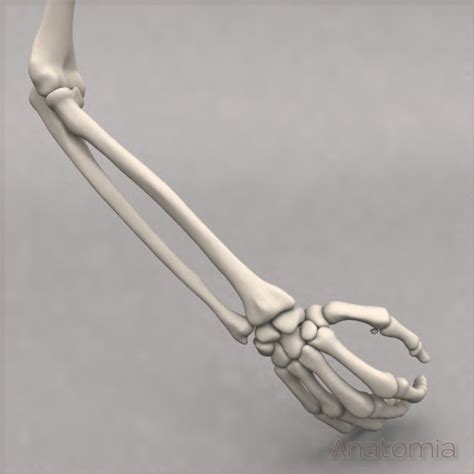 The names of arm and hand muscles provide clues to their location, function, or size. 3d max male human arm skeleton