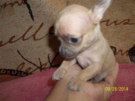 Ckc Reg Chihuahuas For Sale For Sale In Tazewell Virginia Classified